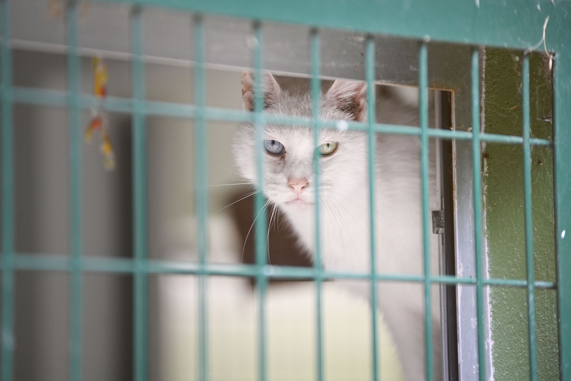 Una protectora llena de colores