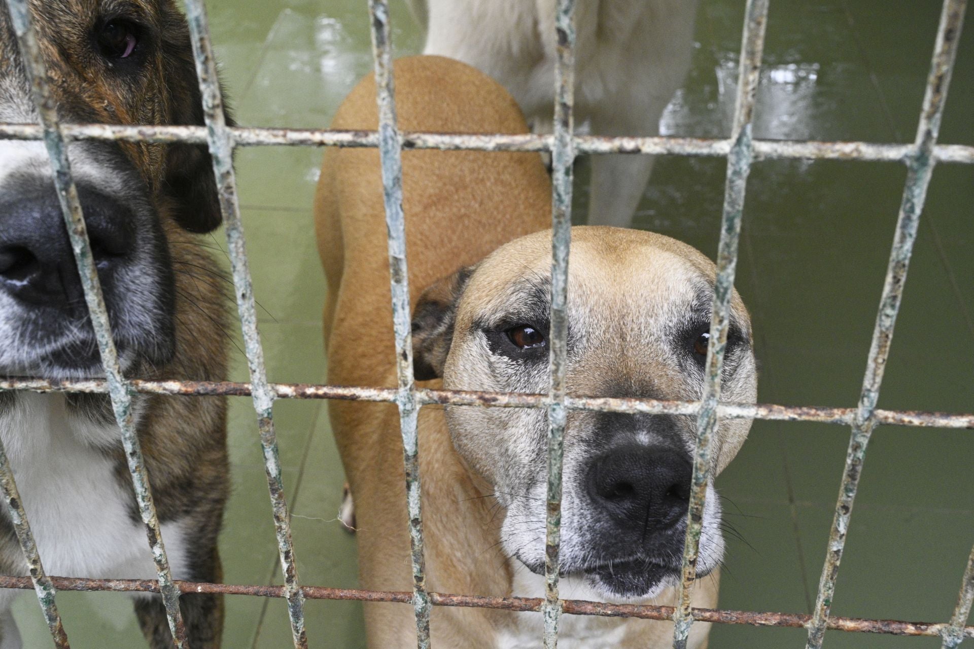 Una protectora llena de colores