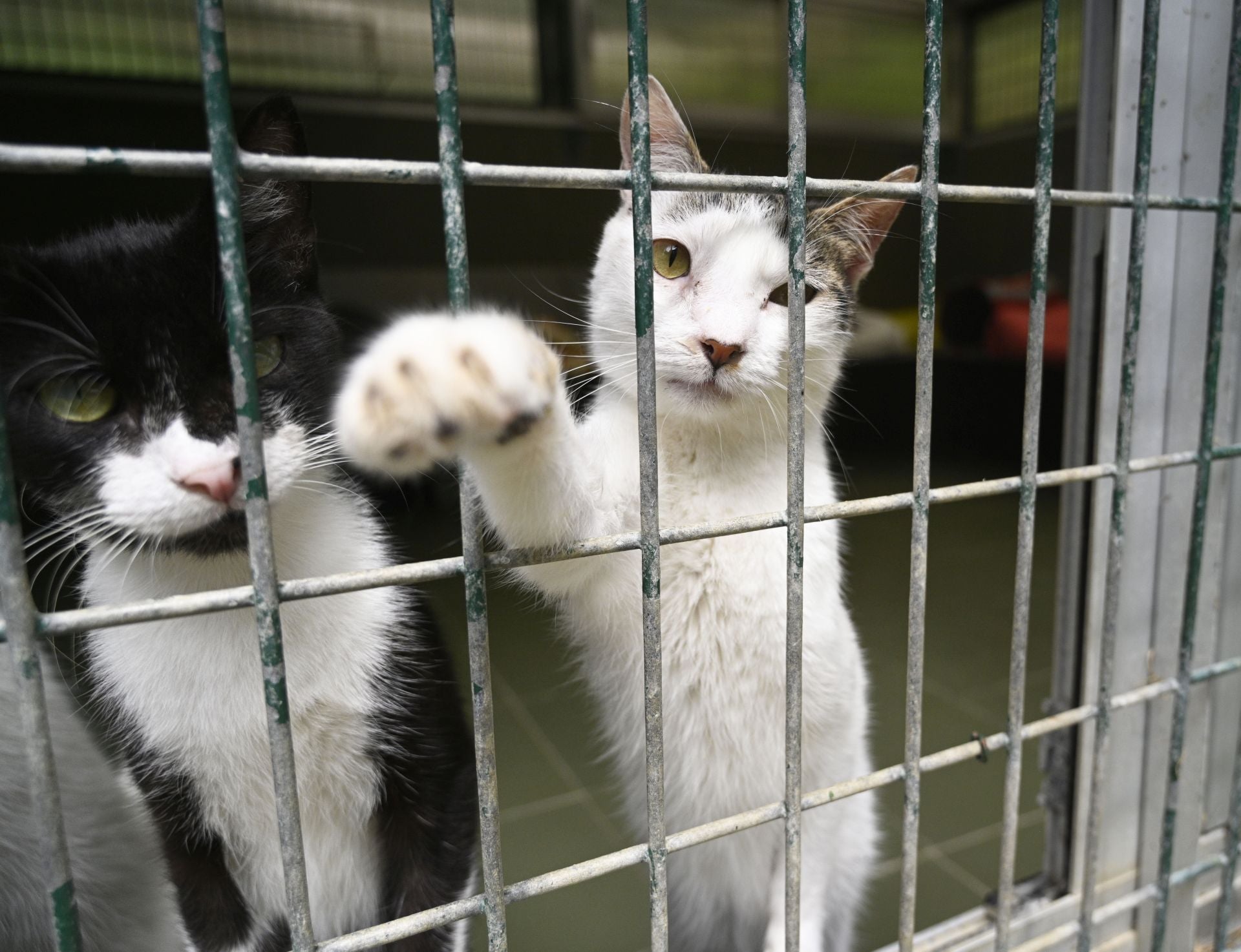Una protectora llena de colores