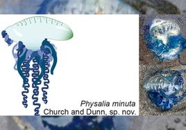 La nueva especie de carabela portuguesa hallada, la Physalia minuta.