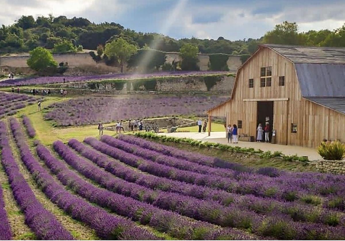 El campo de Lavanda a un paso de San Sebastián: visita guiada y txakoli por 5 euros