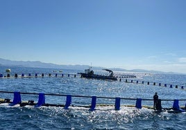 Operarios trabajan en una de las jaulas de engorde para atún rojo frente a la costa de Getaria.