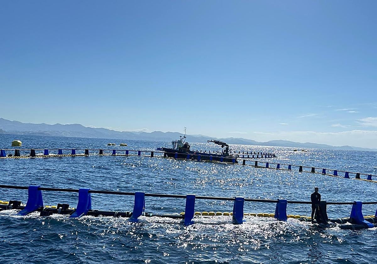 Operarios trabajan en una de las jaulas de engorde para atún rojo frente a la costa de Getaria.