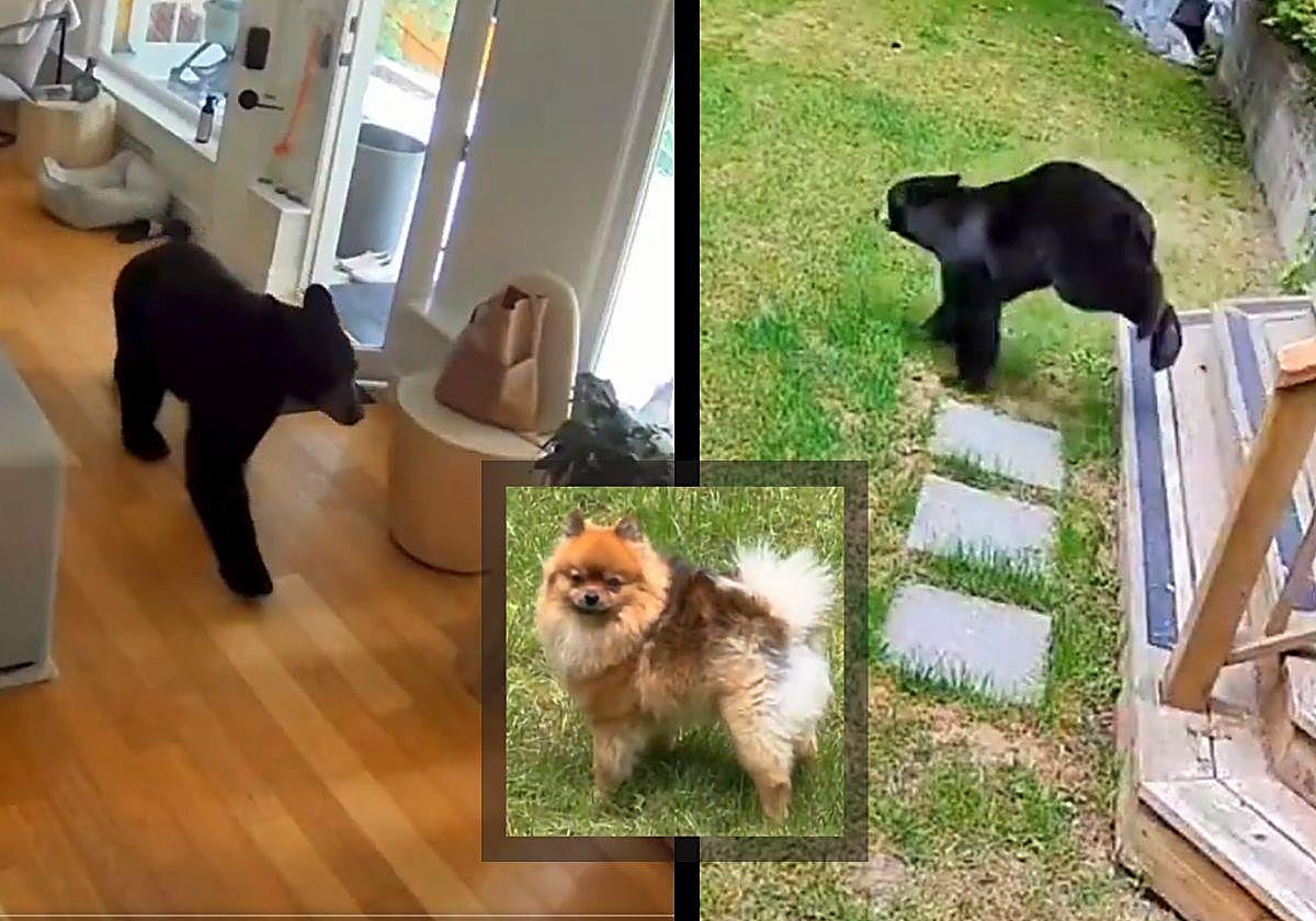 El simpático pomerania que ahuyentó a un oso de su casa.