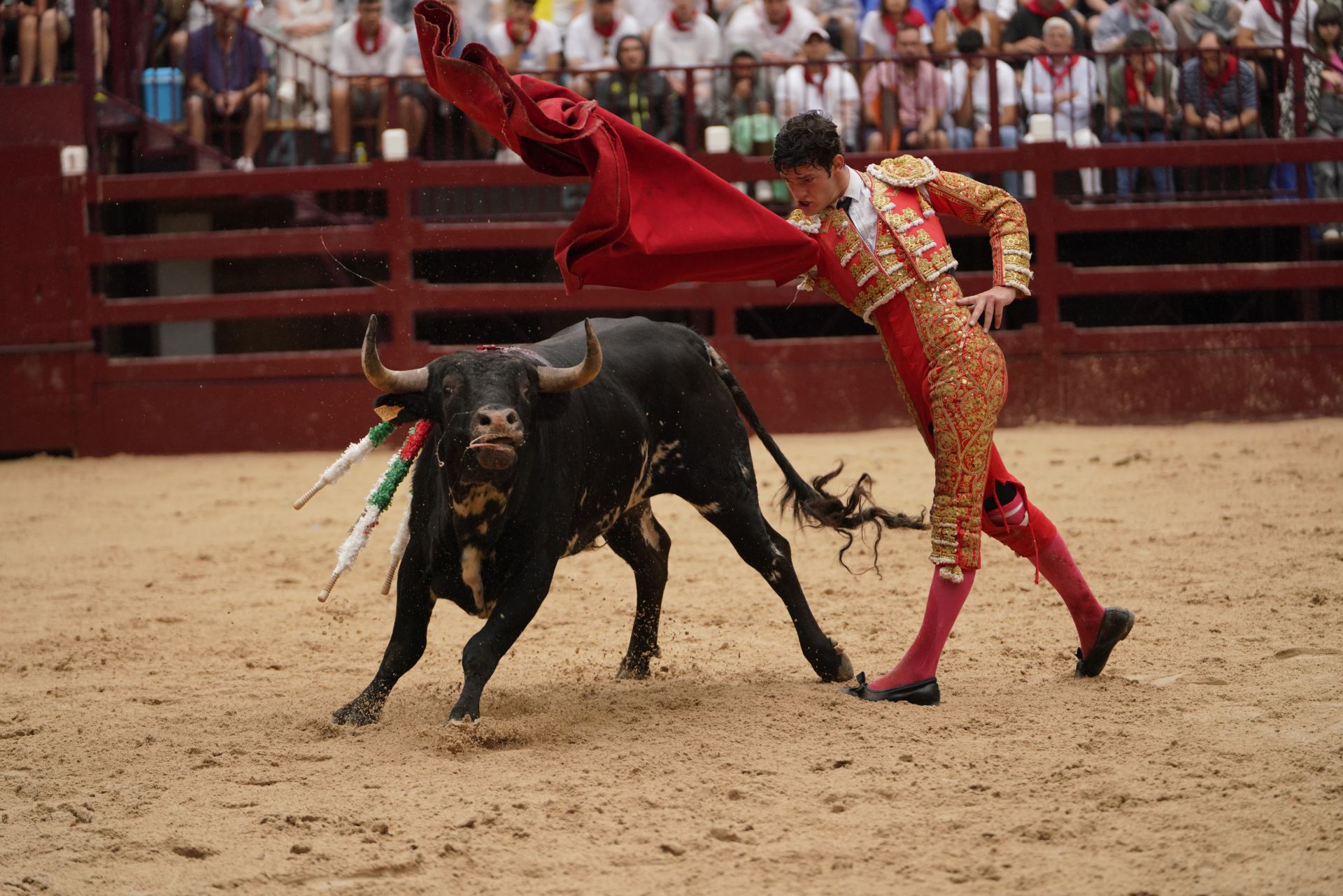 Novillada en el último día de San Roke