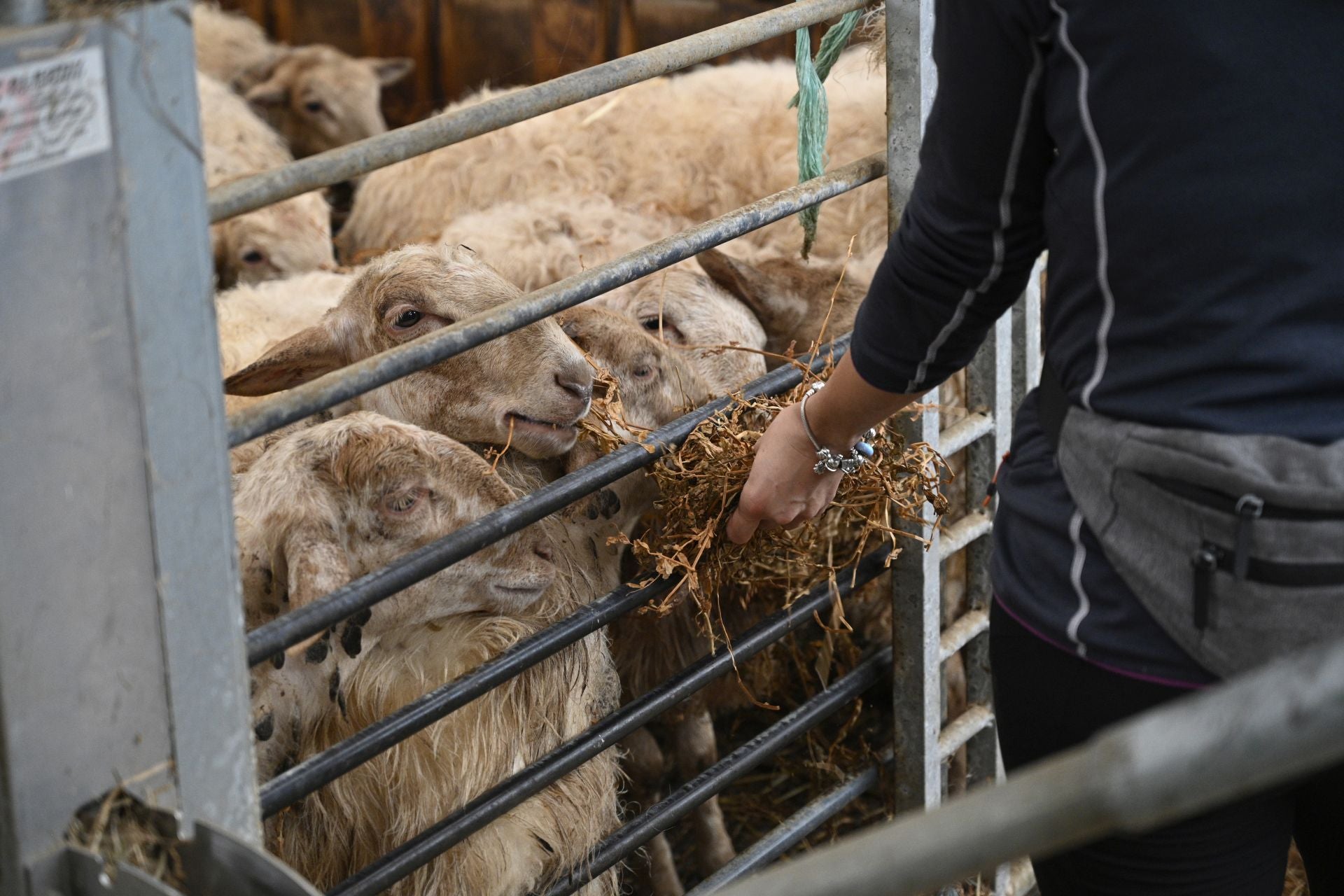 Visita a la quesería Ondramuño en Idiazabal