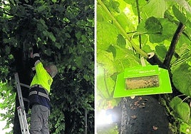 Un operario coloca en las ramas de un tilo el blíster con mariquitas.