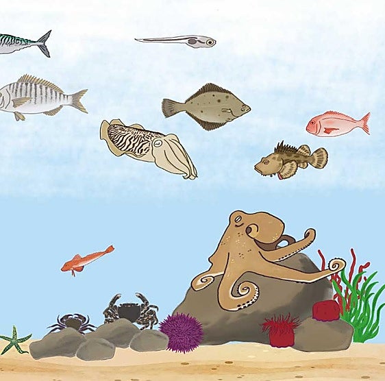 Animales en la bahía de La Concha: un ecosistema en transformación