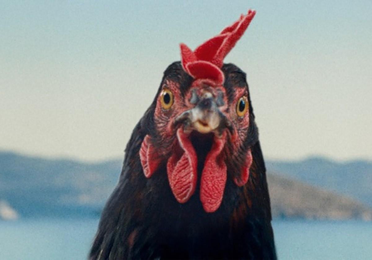 'Kota' cuenta la historia de una gallina que descubre el amor.