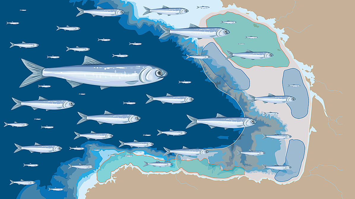El crecimiento de la anchoa joven, a examen