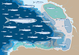 El crecimiento de la anchoa joven, a examen