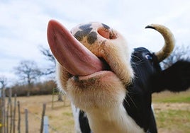 Primer caso de serotipo 3 de lengua azul en una vaca de Gipuzkoa