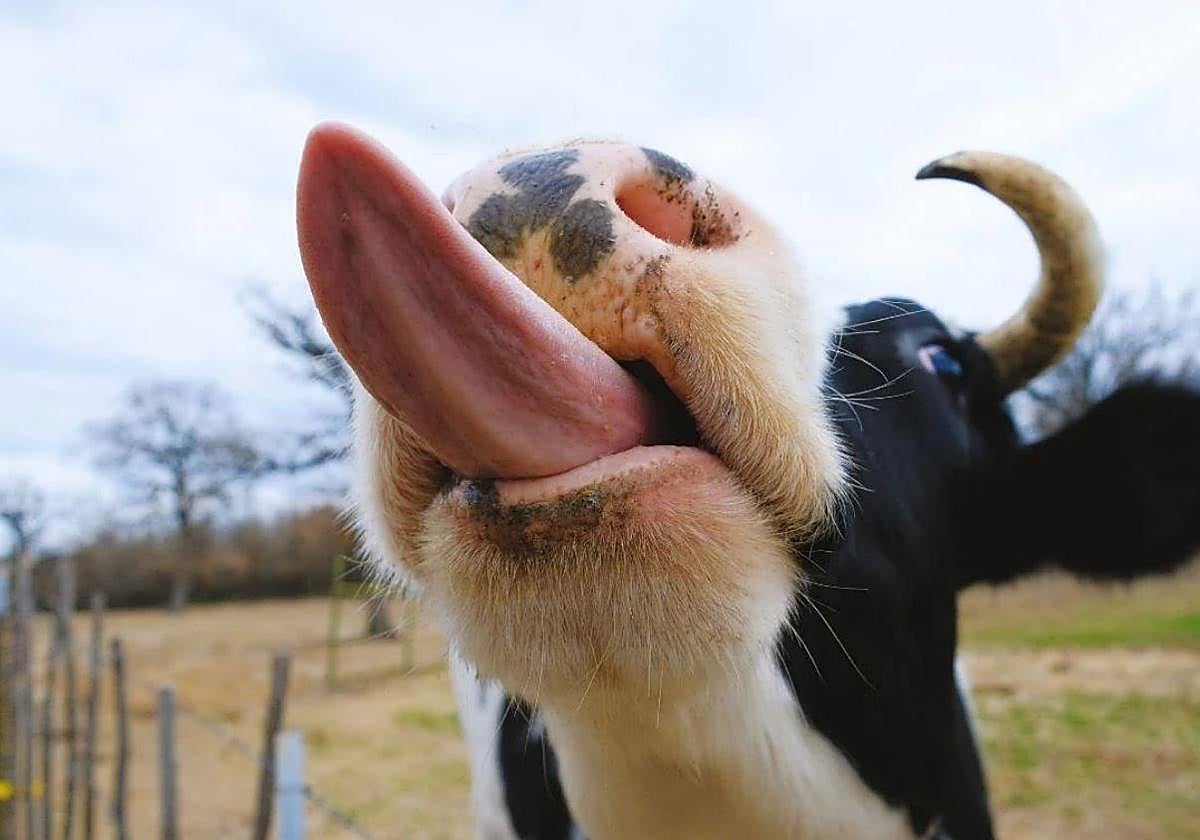 Primer caso de serotipo 3 de lengua azul en una vaca de Gipuzkoa