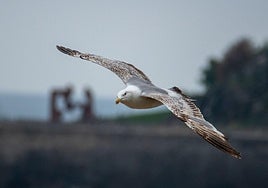 Gaviota sobrevolando la playa de la Zurriola, al fondo la escultura de Jorge Oteiza «Construcción Vacía»