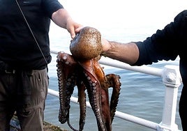 Dos pescadores sostiene un pulpo, en una imagen de archivo.