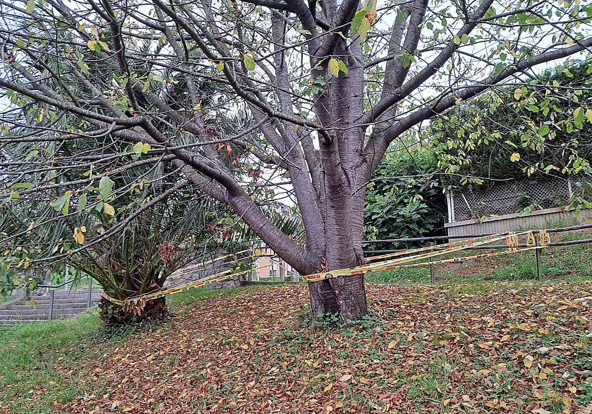 Escribe José Ramón I.: «Se deja a la imaginación de los vecinos del parque de Amasorrain (Añorga) el descubrir la razón de la colocación de las cintas de no pasar. Si hay un peligro de caída de árboles o de barandado hay que solucionarlo lo antes posible, y poner una cinta lo que apacigua únicamente es la conciencia de los que saben lo que ocurre».