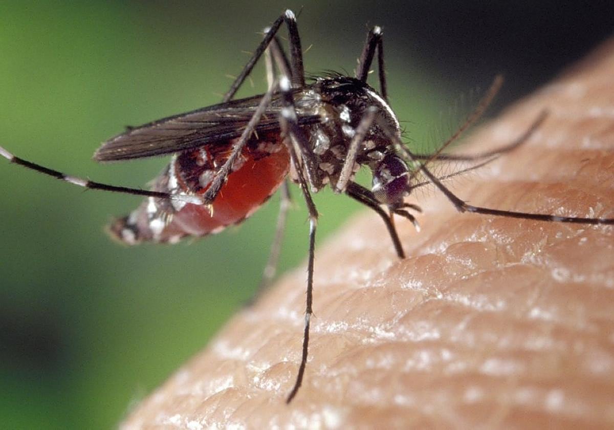 Los mosquito tigre pueden transmitir virus causantes de enfermedades.