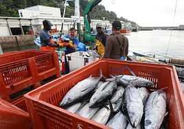 La flota vasca del bonito se desplaza a Bretaña para prolongar la costera