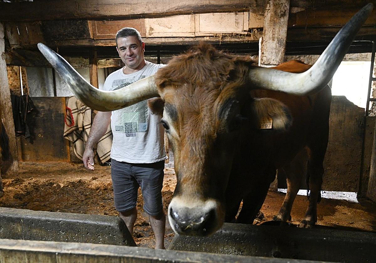 Azkoitin ditu Aitorrek argazkikoa bezain eder eta sendoak diren idiak. Lau ditu, lau txapeldun.