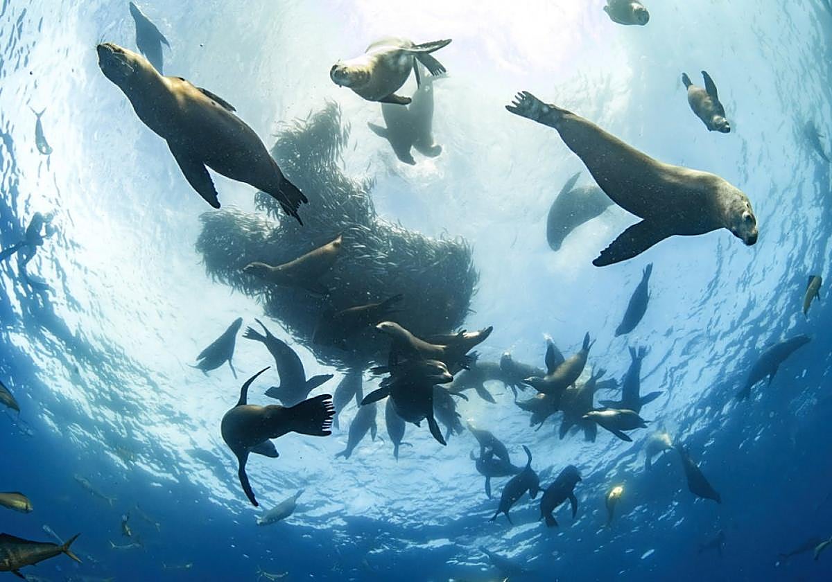 La exposición que hoy se inaugura en Kultur Etxea muestra las 24 mejores fotografías presentadas al concurso anual de festival internacional Cimasub.