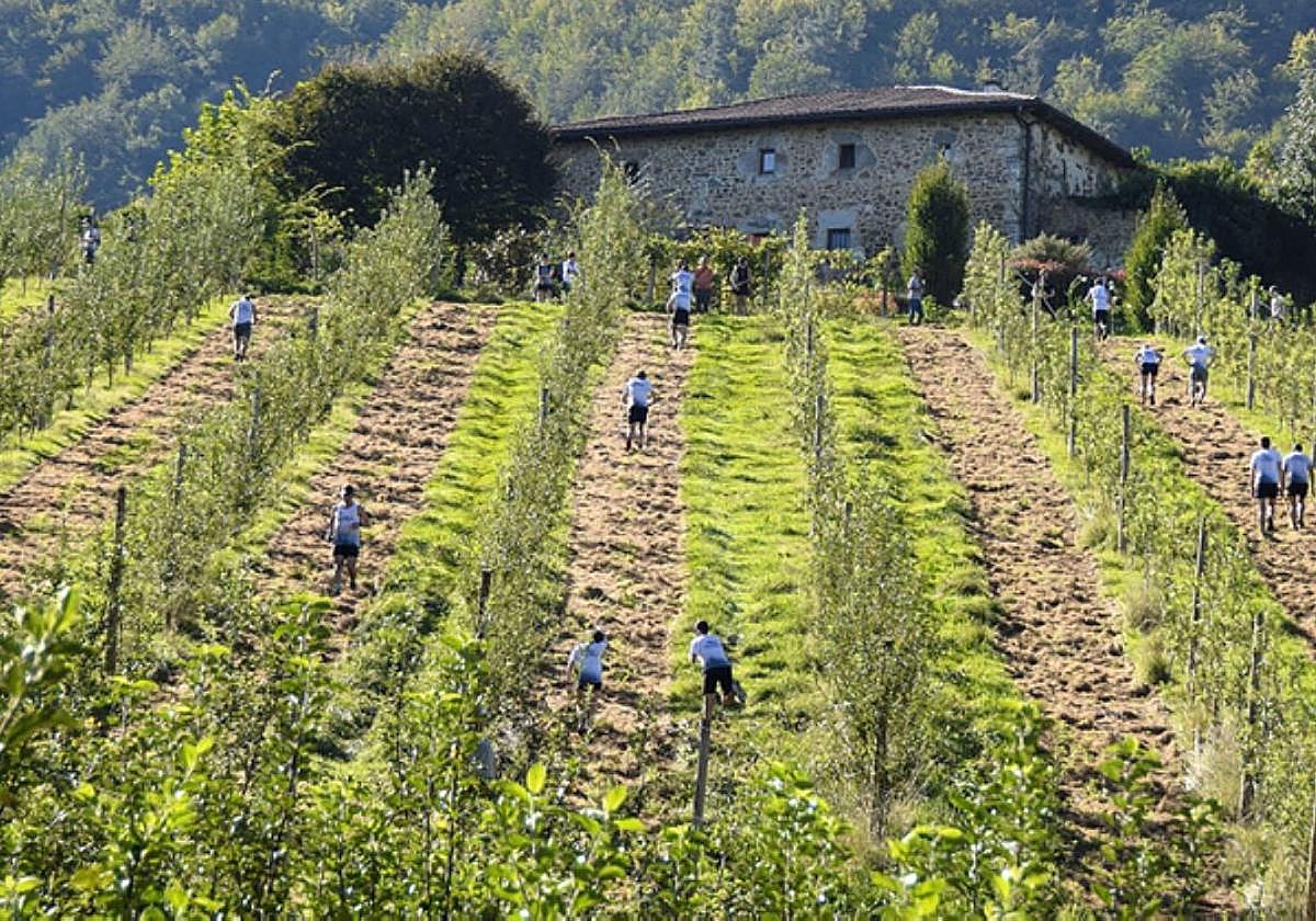 Atletas corren entre las hileras de manzanos de Lizagasar.