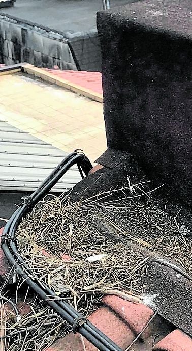 Uno de los nidos de gaviotas en el tejado de Karmele Egues.