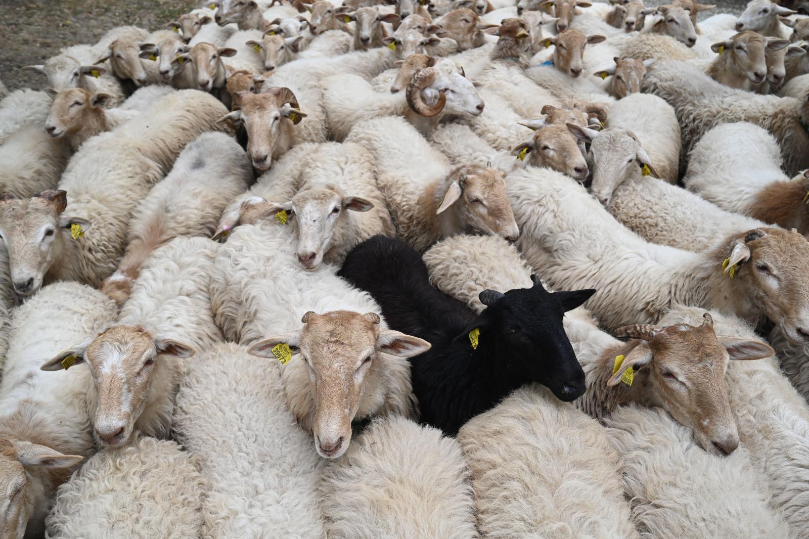 La familia Jauregi Gorrotxategi abre a DV las puertas de la quesería La Leze