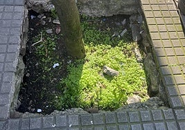 Maite denuncia «el estado lamentable de los alcorques en pleno Centro de la ciudad. No existe ningún mantenimiento, no se cubren de tierra hasta dejarlos al nivel de la acera, por lo que si te despistas y metes un pie, pues la avería puede ser tremenda. Una vez más, a quien corresponda».