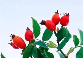 El escaramujo es un producto rico en Vitamina C