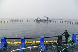 Las dos jaulas de engorde de atunes rojos se encuentran a cuatro millas de la costa de Getaria y tienen 50 metros de diámetro.