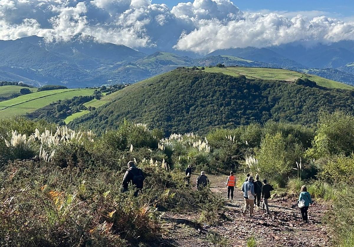 Plumeros de la Pampa extendiéndose en Eskiz, en Baztan.