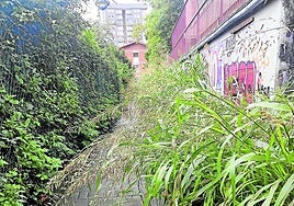 Denuncia J. Barrutia: «Este es el estado de abandono que tiene el Ayuntamiento en el acceso desde Juan Carlos Guerra y Gomistegi para llegar al ascensor de Azkuene kalea. Si estuviera al lado del Zinemaldia, seguro que estaba bien mantenido. Hay que apartar la maleza y las zarzas con las manos para poder pasar. Vergonzoso».