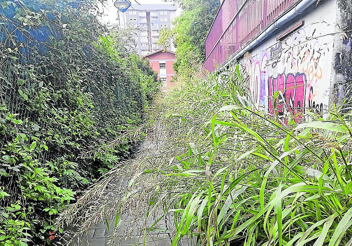 Denuncia J. Barrutia: «Este es el estado de abandono que tiene el Ayuntamiento en el acceso desde Juan Carlos Guerra y Gomistegi para llegar al ascensor de Azkuene kalea. Si estuviera al lado del Zinemaldia, seguro que estaba bien mantenido. Hay que apartar la maleza y las zarzas con las manos para poder pasar. Vergonzoso».