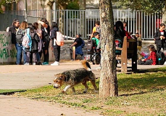 Imagen de archivo de un perro suelto en un parque.