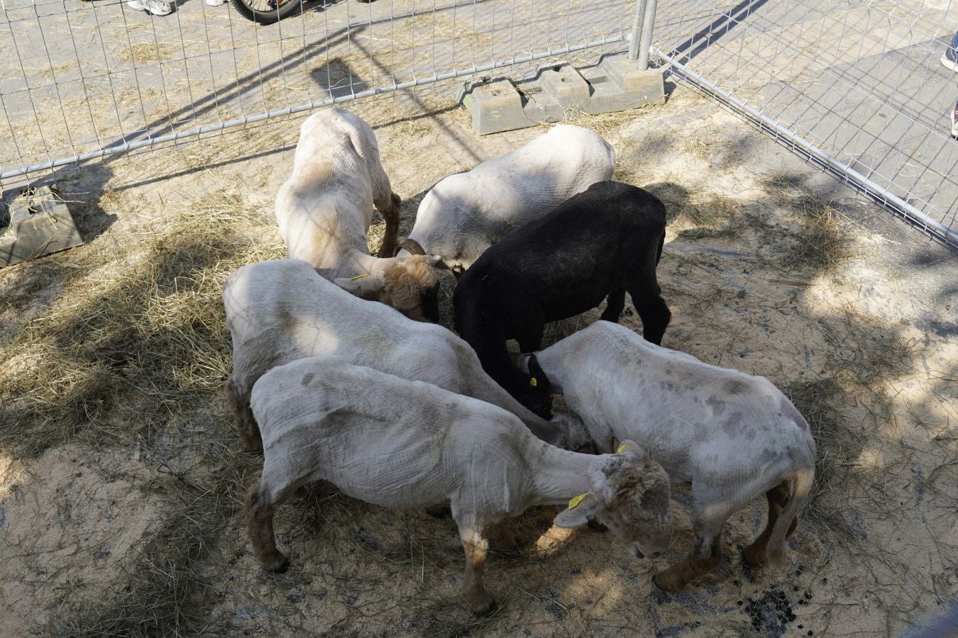 Landa-mundua Lazkaoko bihotzean: Basherri Eguna ospakizun betean