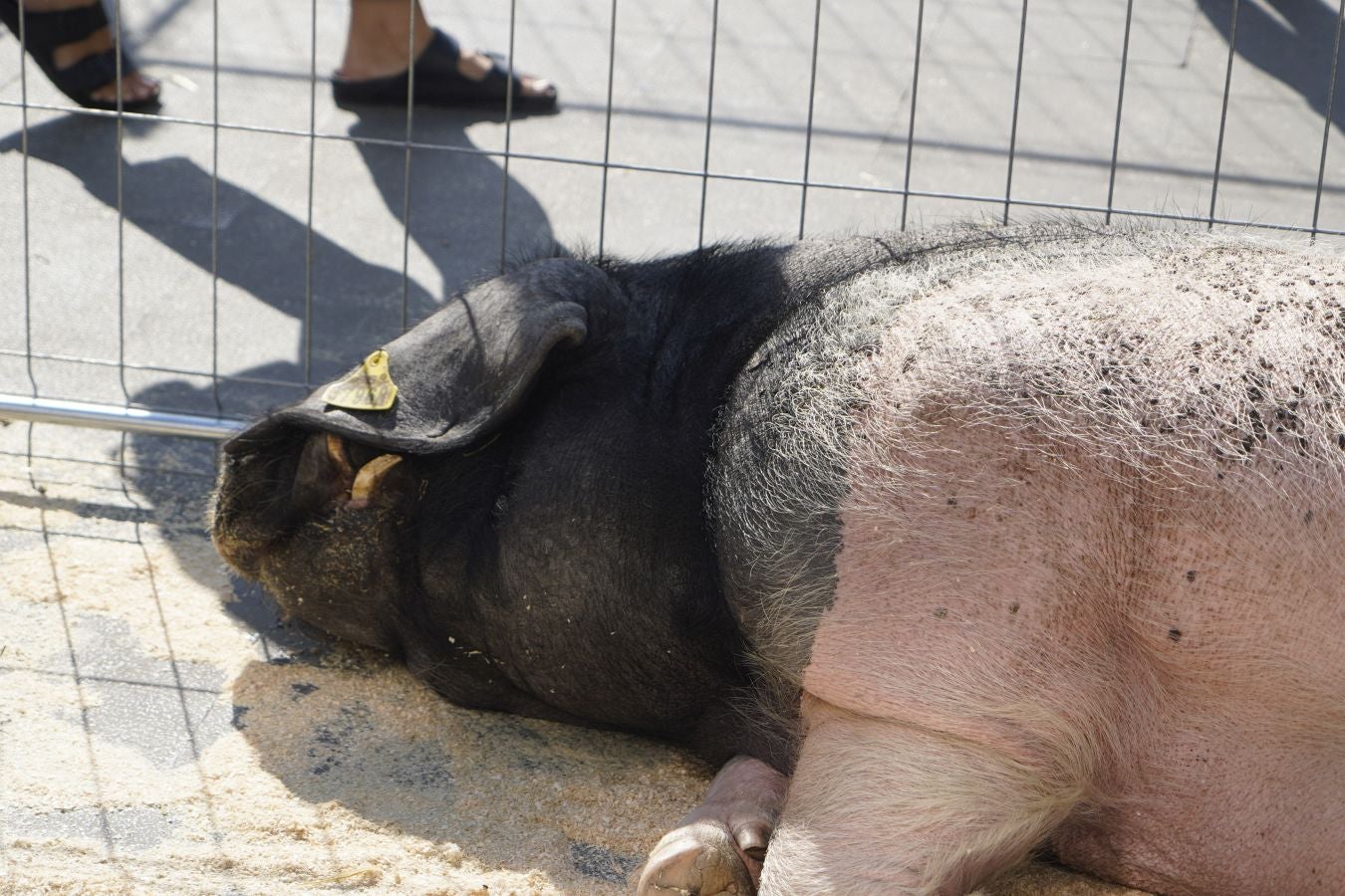 Landa-mundua Lazkaoko bihotzean: Basherri Eguna ospakizun betean