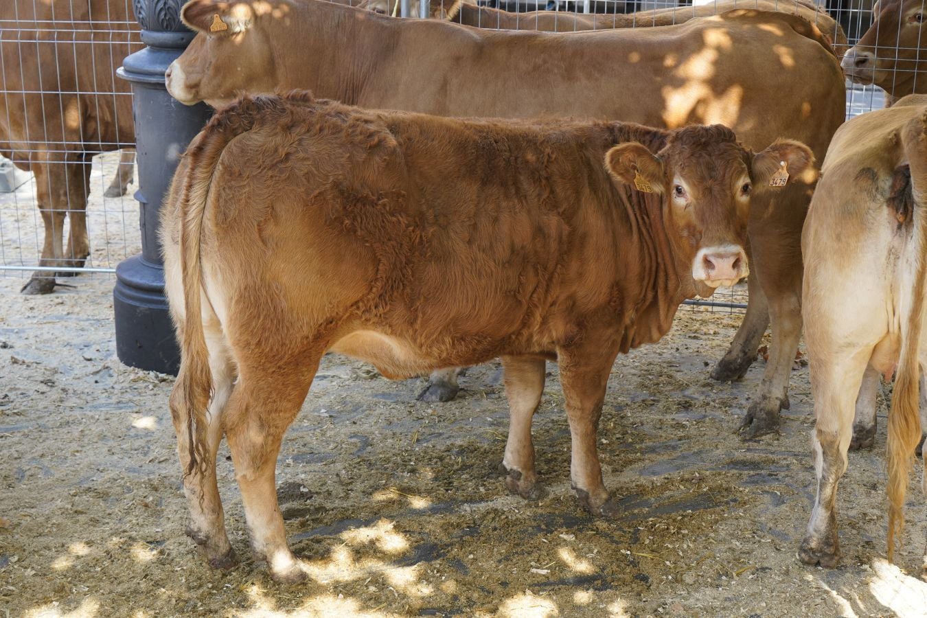 Landa-mundua Lazkaoko bihotzean: Basherri Eguna ospakizun betean