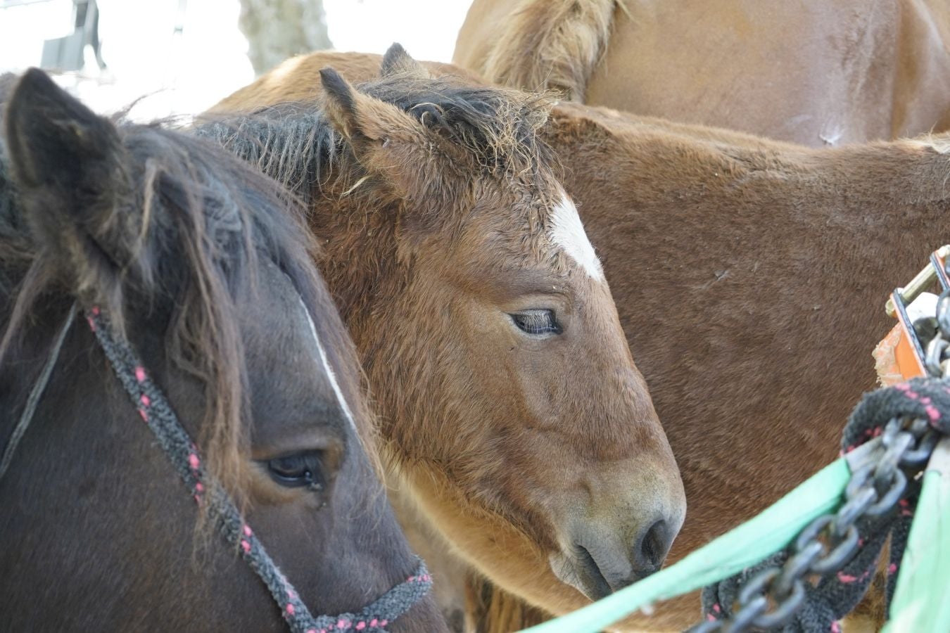 Landa-mundua Lazkaoko bihotzean: Basherri Eguna ospakizun betean