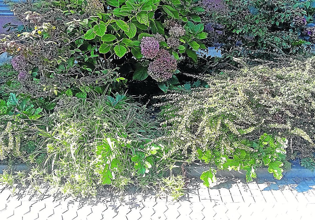 Denuncia Margarita A. desde la taberna Iratxo, situada en Arriberri 18 del barrio de Altza: «Estoy cansada de compartir terraza con heces de perros, ratas y la clientela que aguanta de manera estoica. Este espacio de la foto es infrahumano. Hemos solicitado al Ayuntamiento que por favor nos tapen con cemento las zonas más conflictivas para poder tener una terraza en condiciones, sin resultado por el momento. Hagan algo».