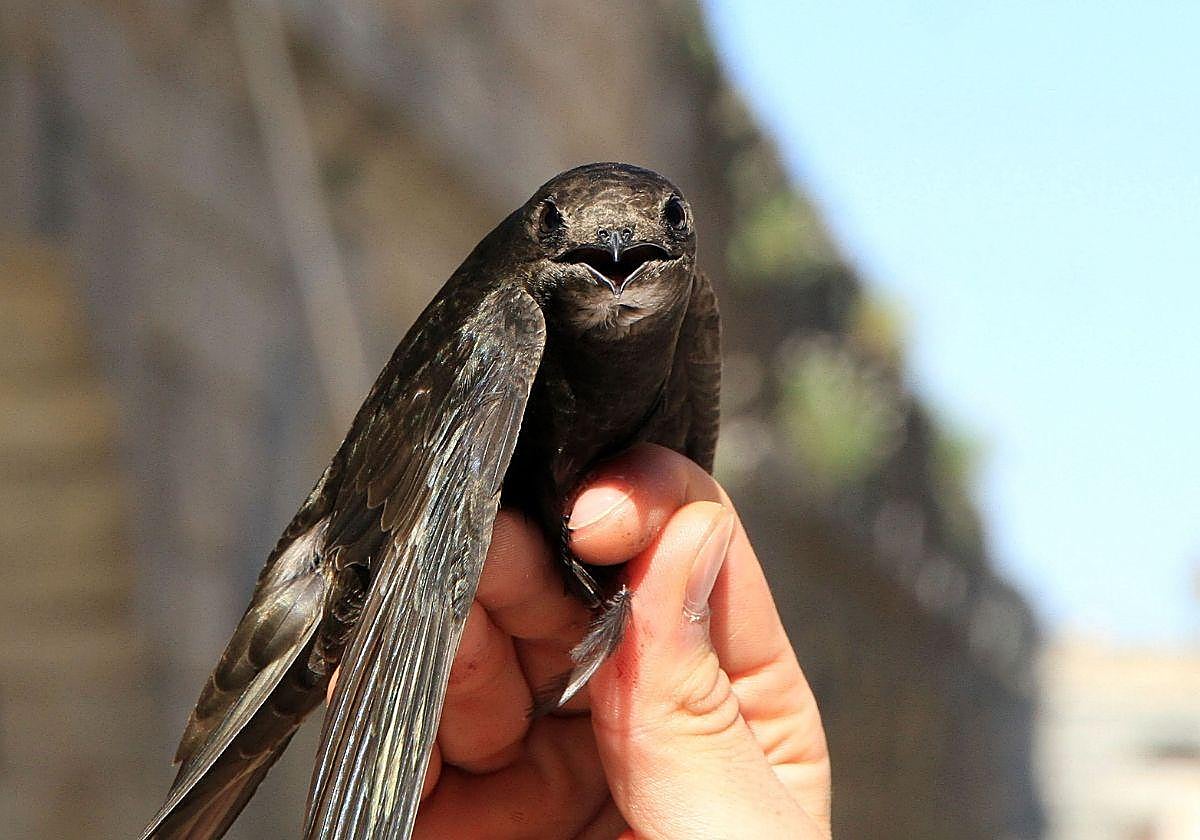 Imagen de archivo de un vencejo en primer plano.