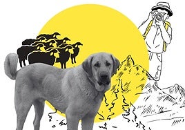 Qué hacer si... te encuentras con un mastín