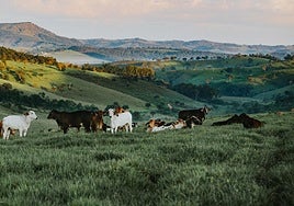 El primer foco de dermatosis nodular en España obliga al sacrificio de decenas de terneros en Girona