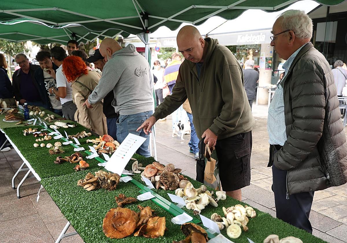 La micología reina en el barrio de Loiola