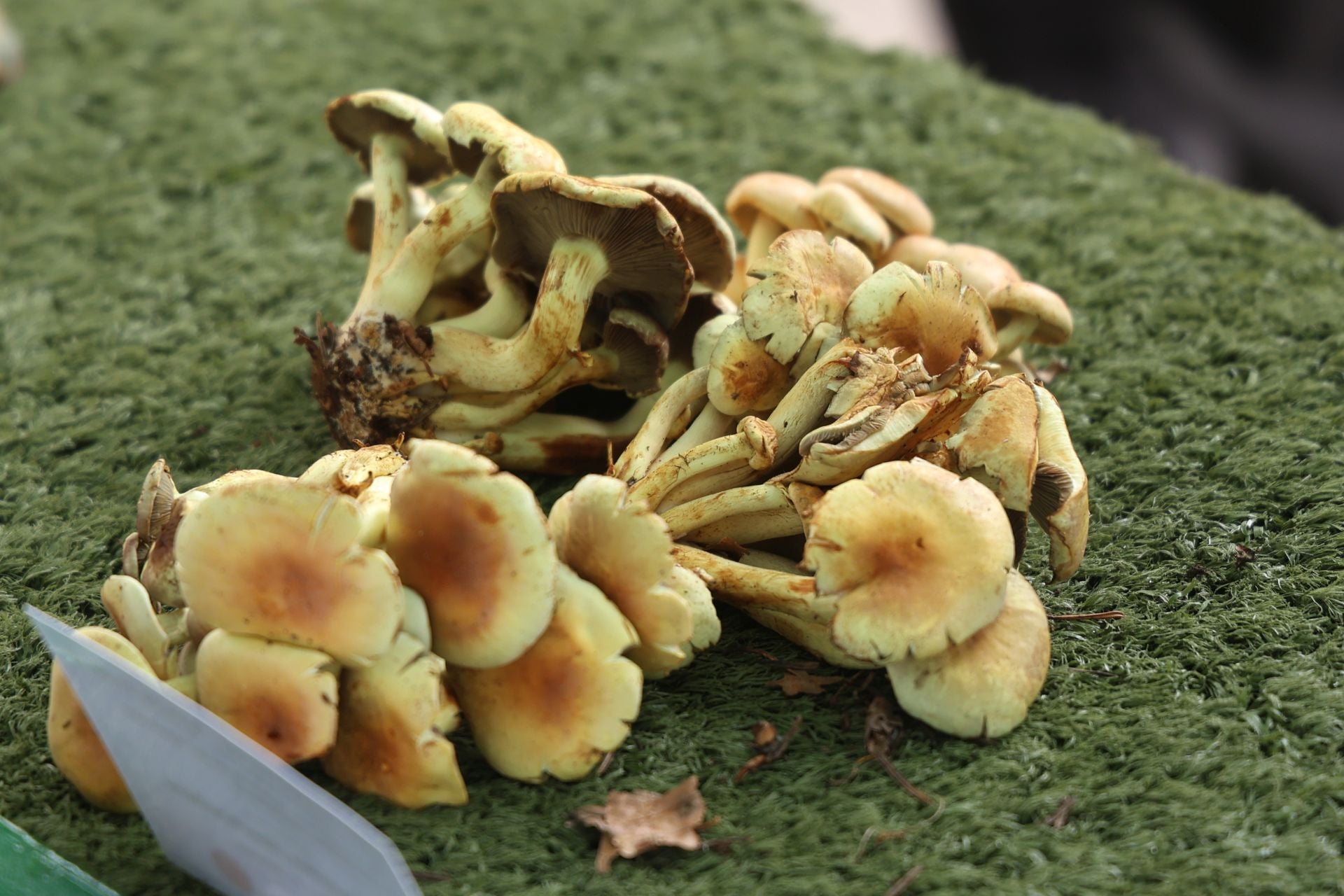 La micología reina en el barrio de Loiola