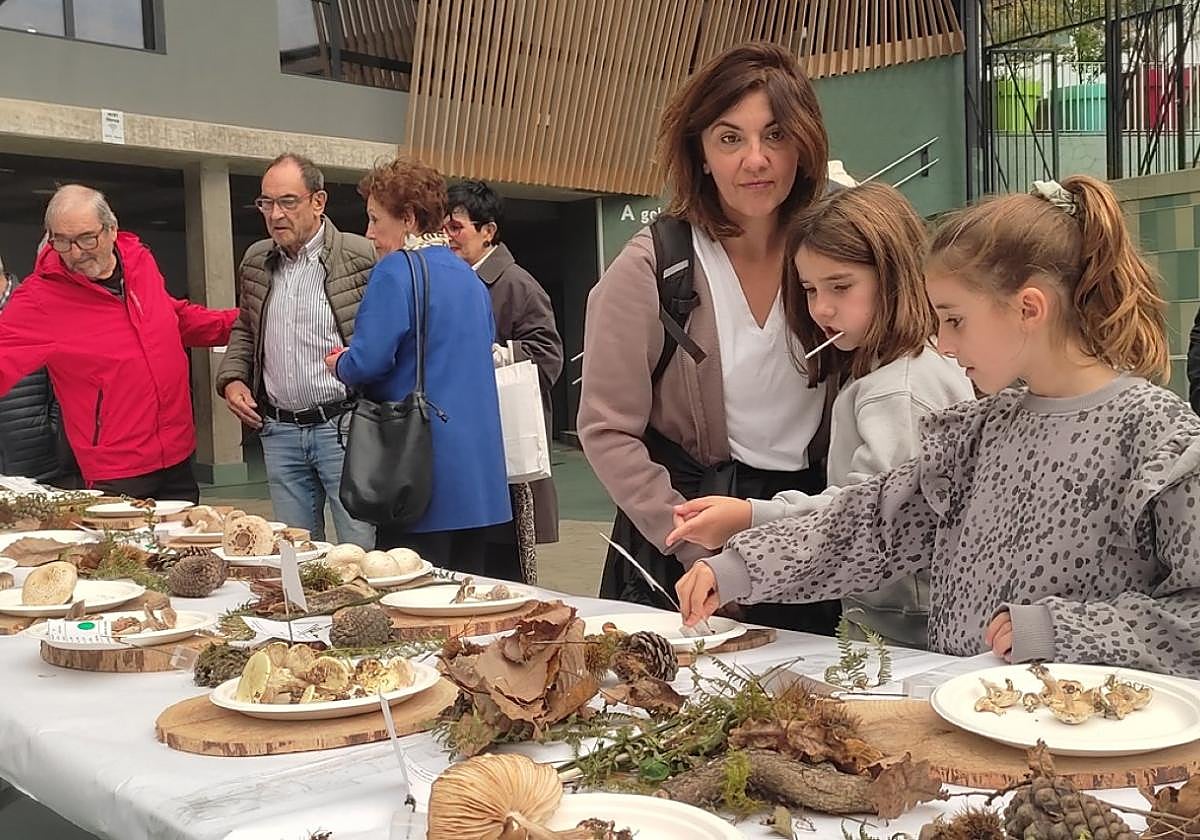 Los ejemplares recogidos en Elgoibar expuestos en Errebal.