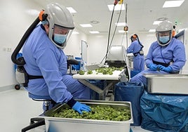 Varias personas manipulan flores de cannabis con fines terapéuticos.