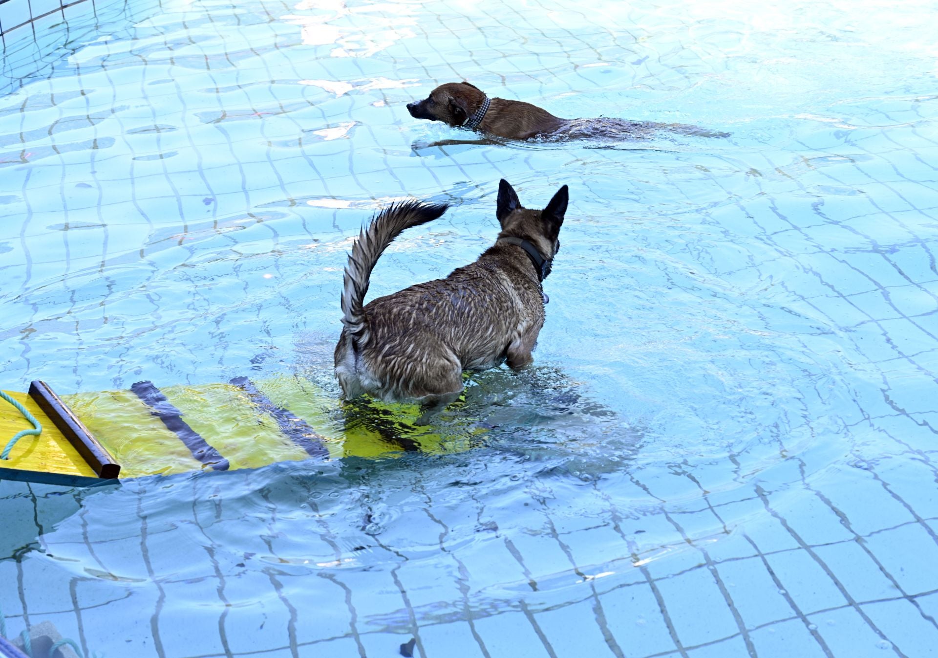 Los perros se adueñan de las piscinas de Eibar