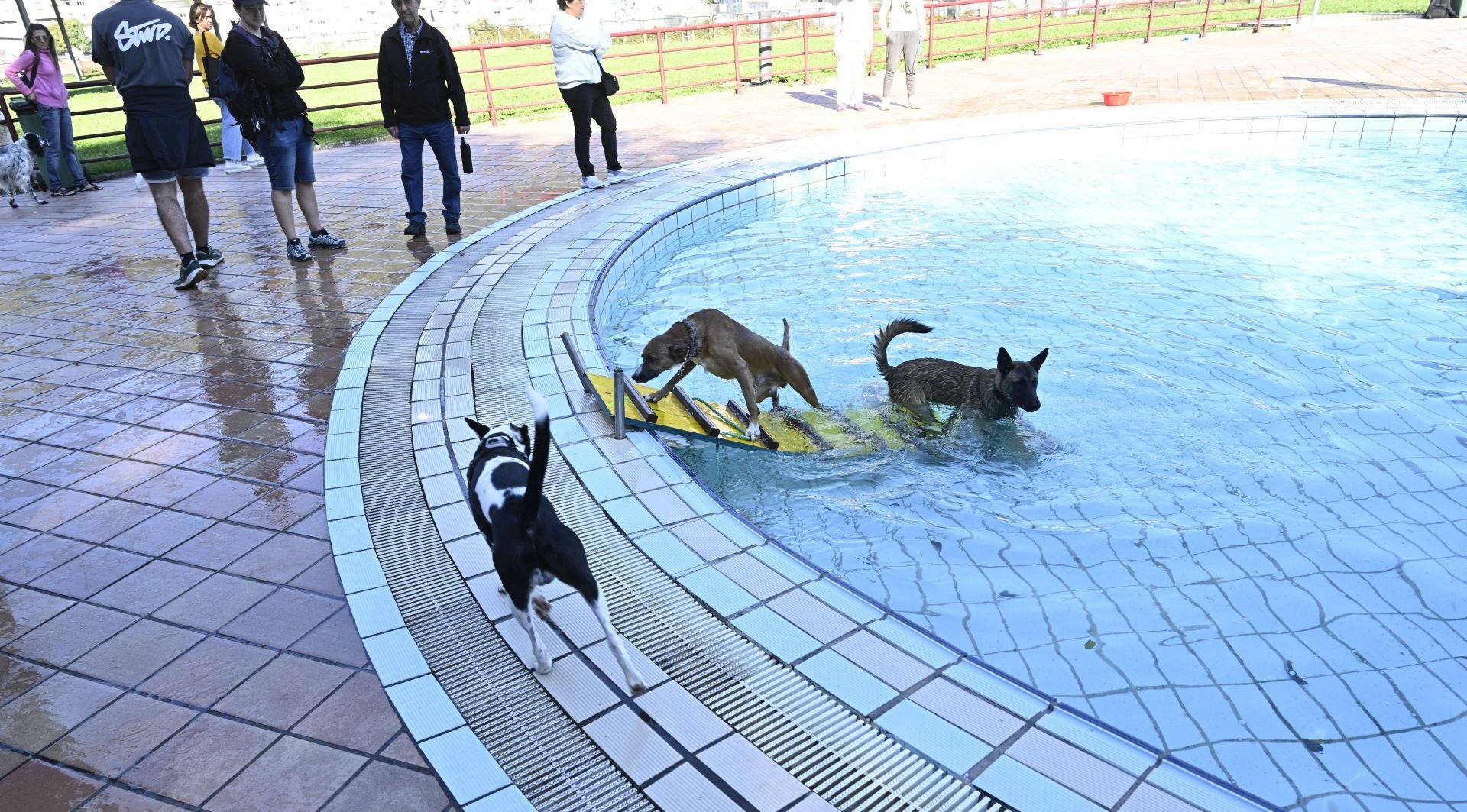 Los perros se adueñan de las piscinas de Eibar