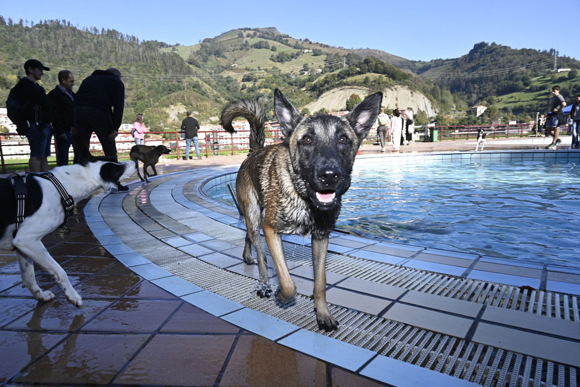 Los perros se adueñan de las piscinas de Eibar
