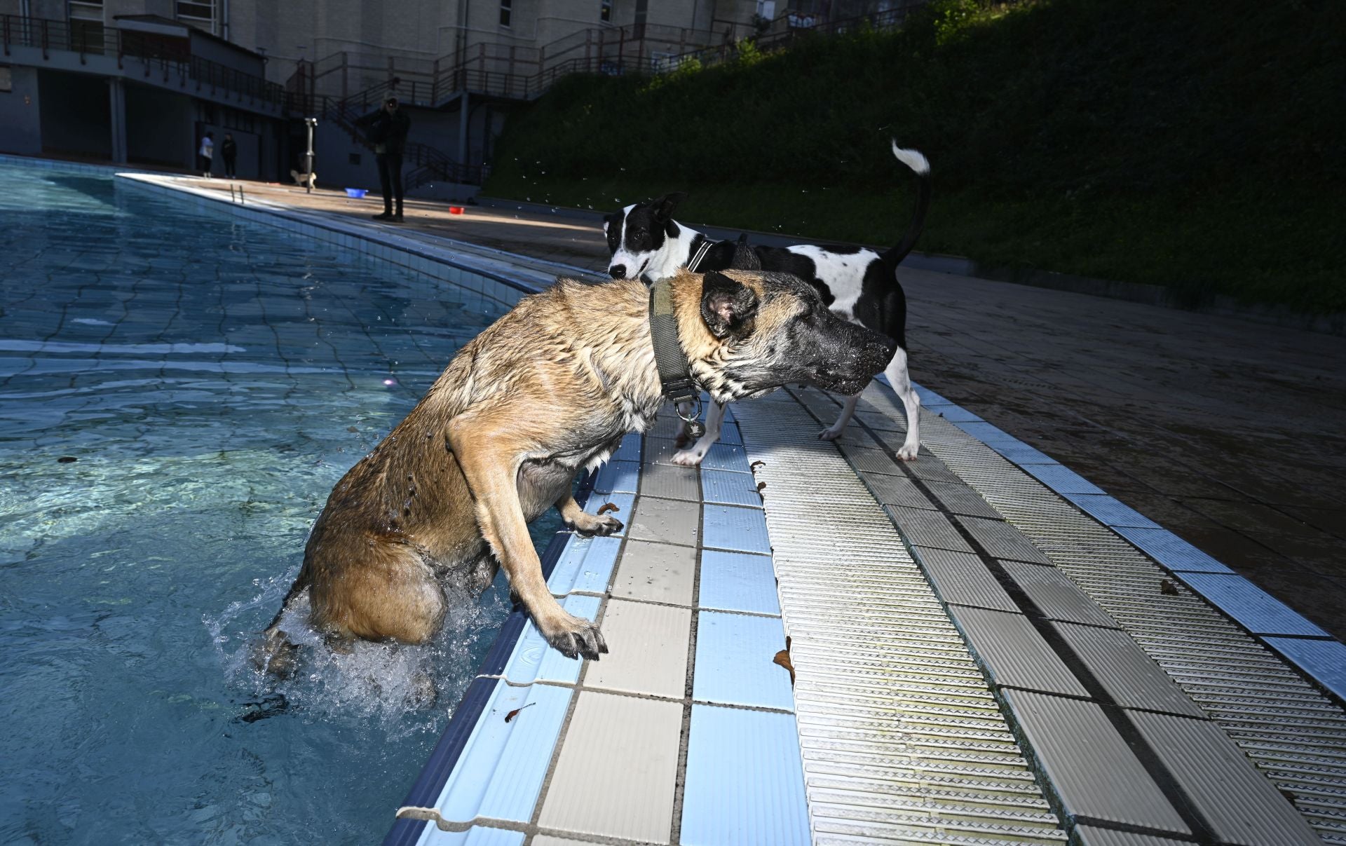 Los perros se adueñan de las piscinas de Eibar